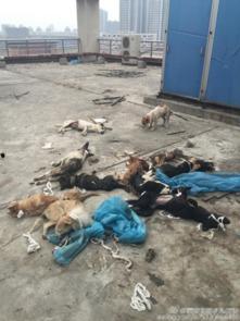 网友爆料狗狗视频大全图片,狗狗视频大全,萌态百出,笑料连连 第3张 网友爆料狗狗视频大全图片,狗狗视频大全,萌态百出,笑料连连 第3张