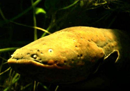 电鳗最新爆料图片大全,高清图片大全揭秘神秘生物世界 第2张 电鳗最新爆料图片大全,高清图片大全揭秘神秘生物世界 第2张